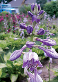 Hosta fortunei 'Aureomaculata' ('Albo-picta')